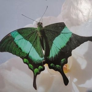 Meet your Posher, Nancy